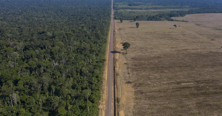 38 people die in crash between a passenger bus and a truck in Brazil – National