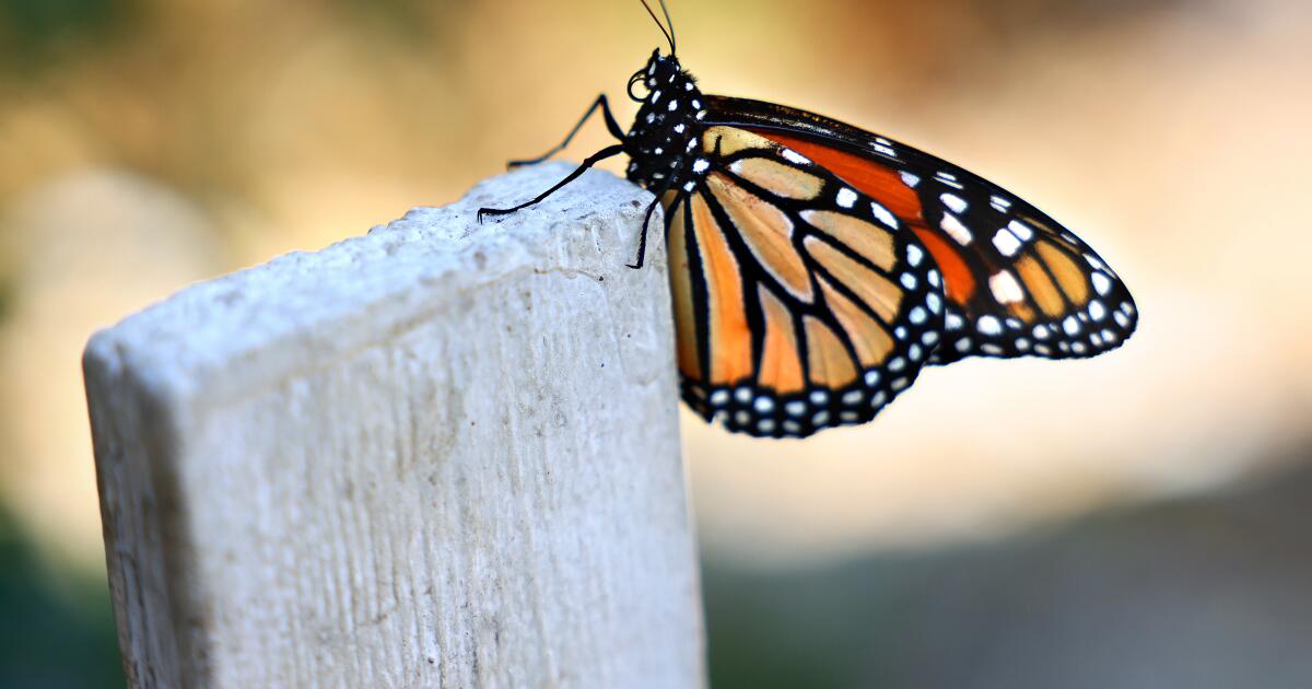 Endangered species status is proposed for monarch butterflies