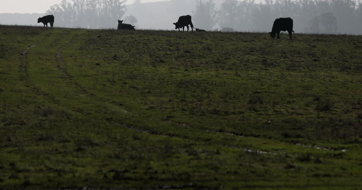 What will happen to bird flu surveillance given the looming government shutdown?