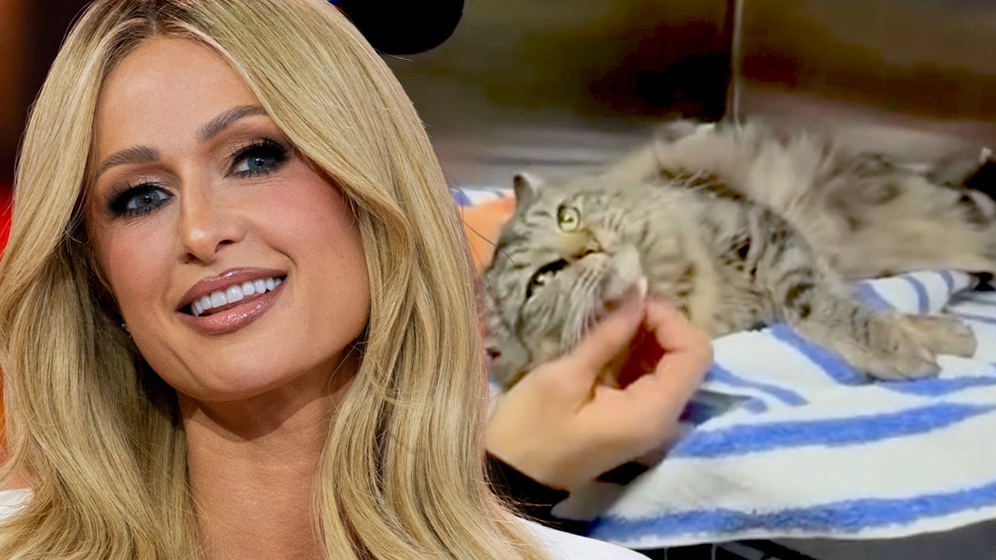 Paris Hilton is helping Los Angeles wildfire victims reunite with their cat