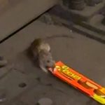 NYC Rat caught on video lugging king-size Reese's Cups across subway tracks