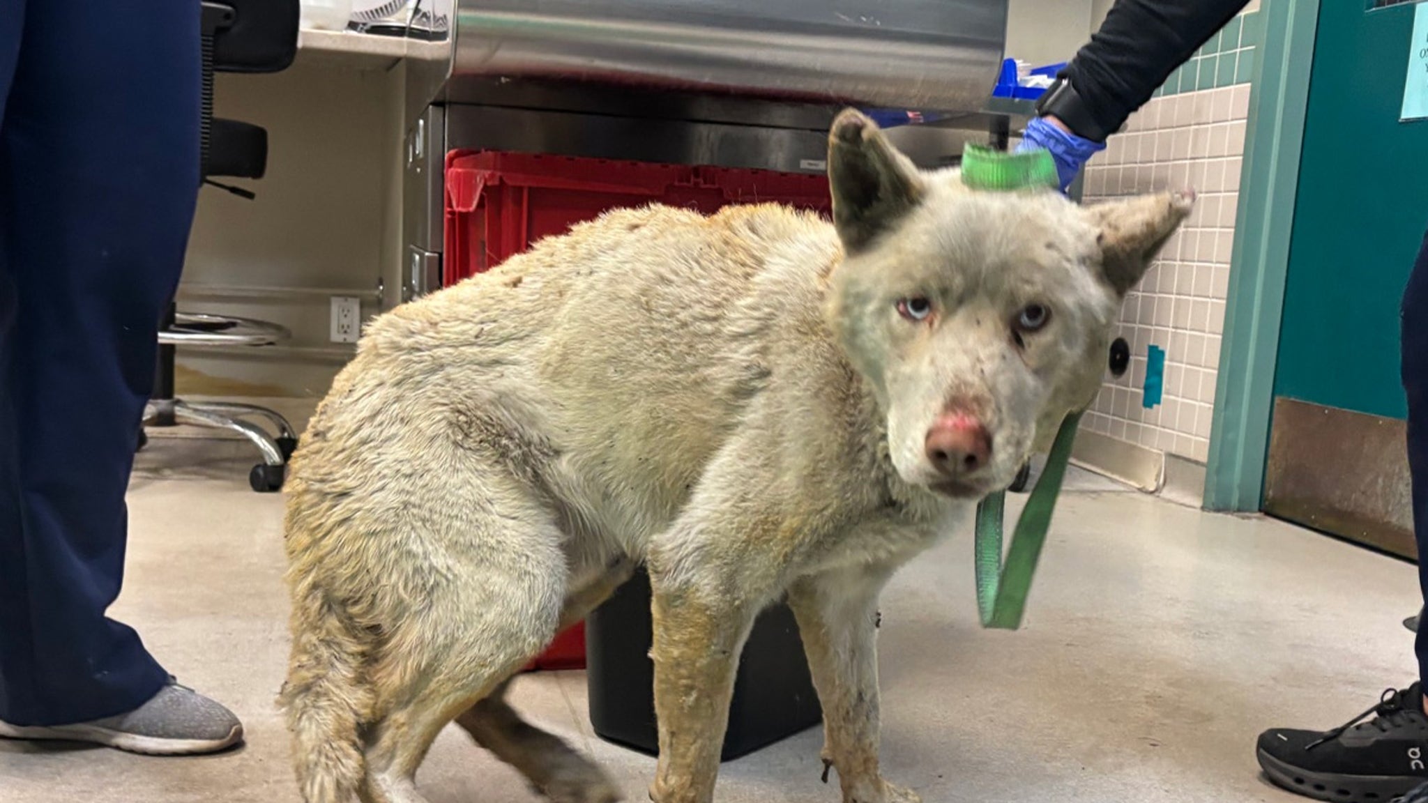 The Pasadena Humane Society shares photos of animals treated for fire burns in LA