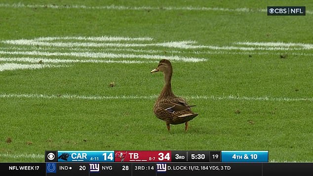 Tom Brady has a strange interaction on the bench before calling the Tampa Bay-New Orleans game