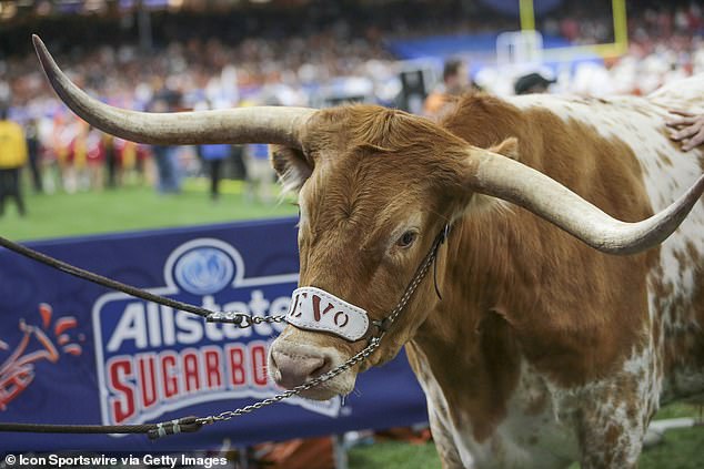 PETA urges SEC to ban Bevo, Texas' beloved longhorn mascot, from attending Cotton Bowl vs. Ohio State