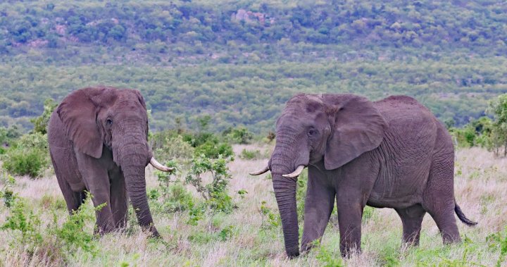 Trampa Tourism until elephant in South Africa while trying to save the children – National