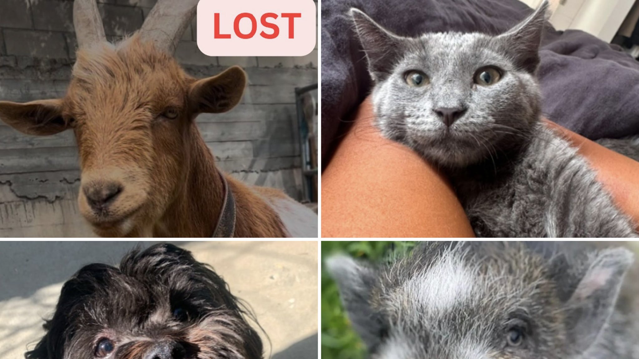 Fires in Los Angeles have taken their toll on lost pets, with many still waiting to be rescued