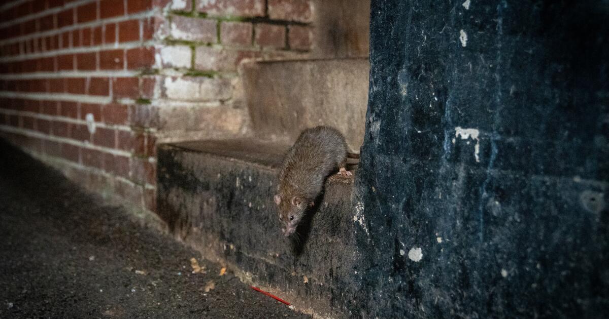 Global warming is really good for rats in the city that study in the city in the city.