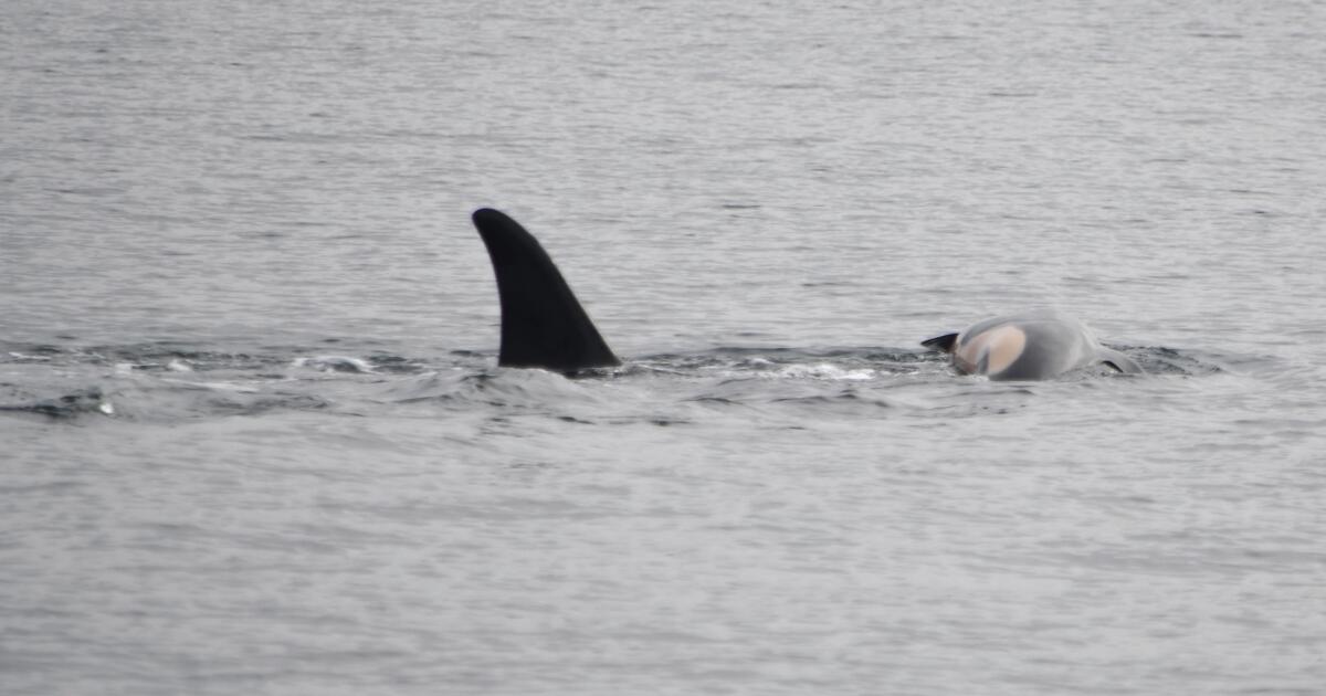 Orca, who carried the body of a dead calf for weeks, has lost another offspring