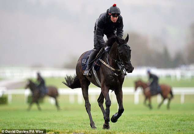 Delta Work Dead: the legendary winner of Cheltenham and three times and Grand National runner -up dies after a disease