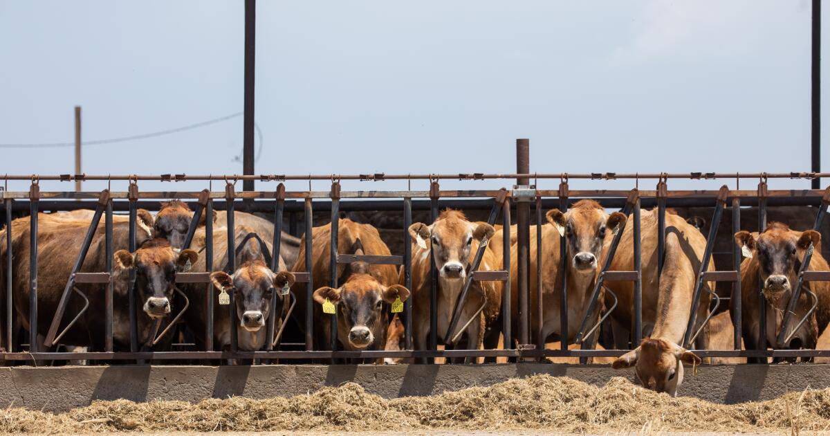 CDC: Bird flu in dairy cows is still widespread when we thought