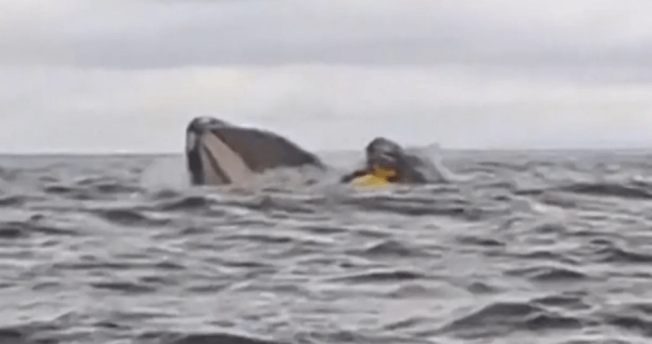 Hunch whale swallow kayaker before spitting it in Chile – National