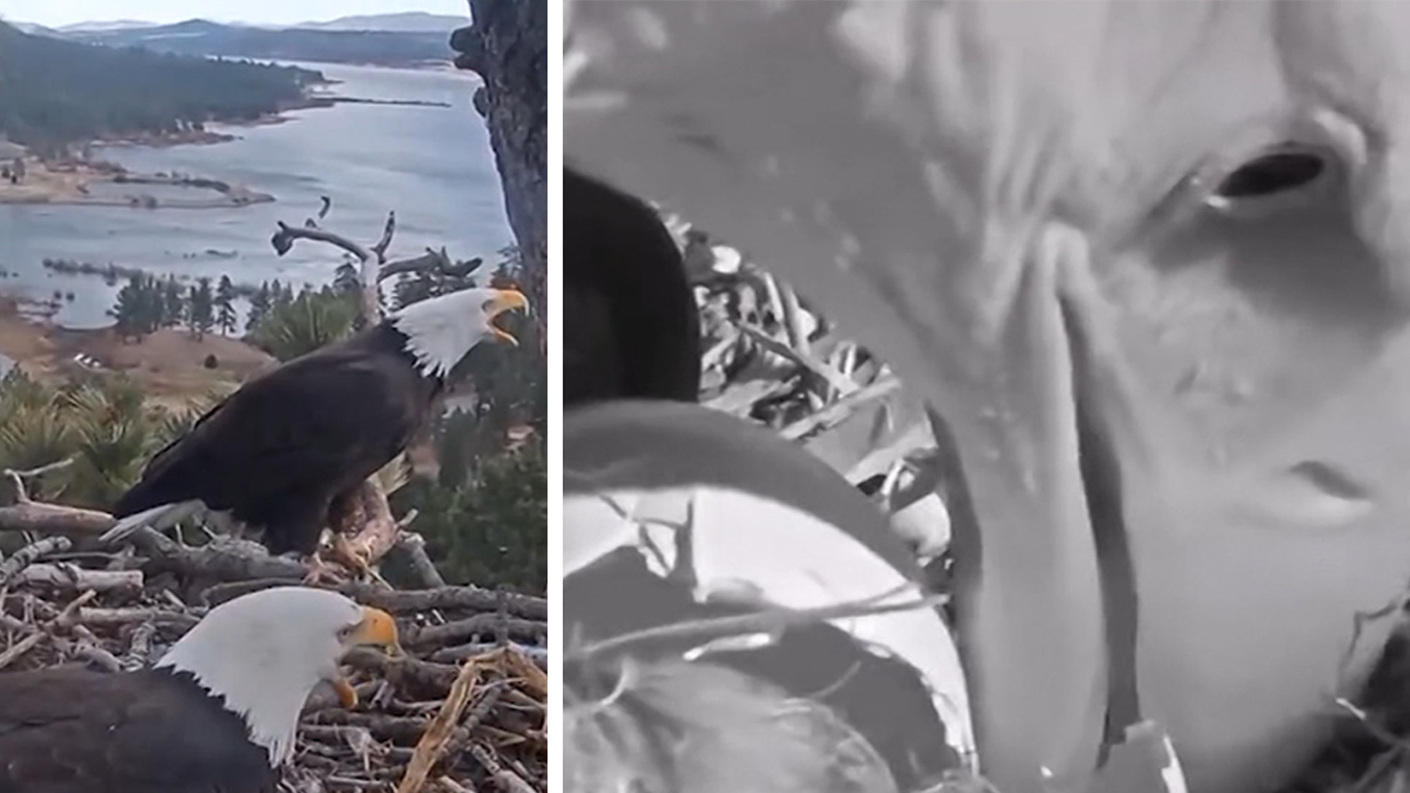 Soon Eagle Power Pair slips out Eaglets after years of tragic losses on video