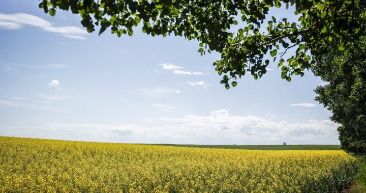 Chinese retaliation rates willing to hit Canola – National Farmers