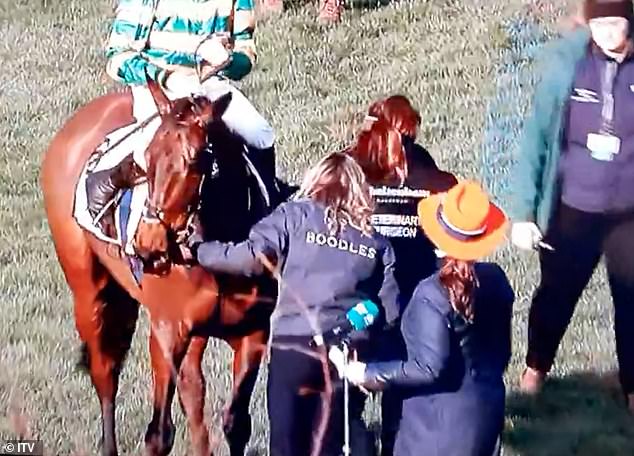 Horrible moment A veterinarian was kicked and sent by the winner of the Inothewayurbinkin Gold Cup at the Cheltenham Festival