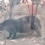 Morbian obese Black Panther disappointed tourists in the zoo, on video