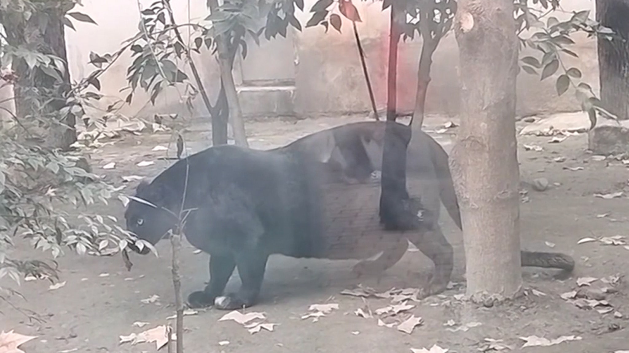 Morbian obese Black Panther disappointed tourists in the zoo, on video