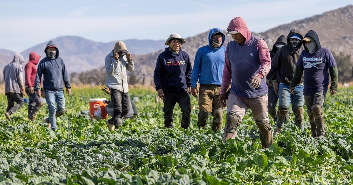 Farm groups try to stabilize the workforce in the middle of immigration