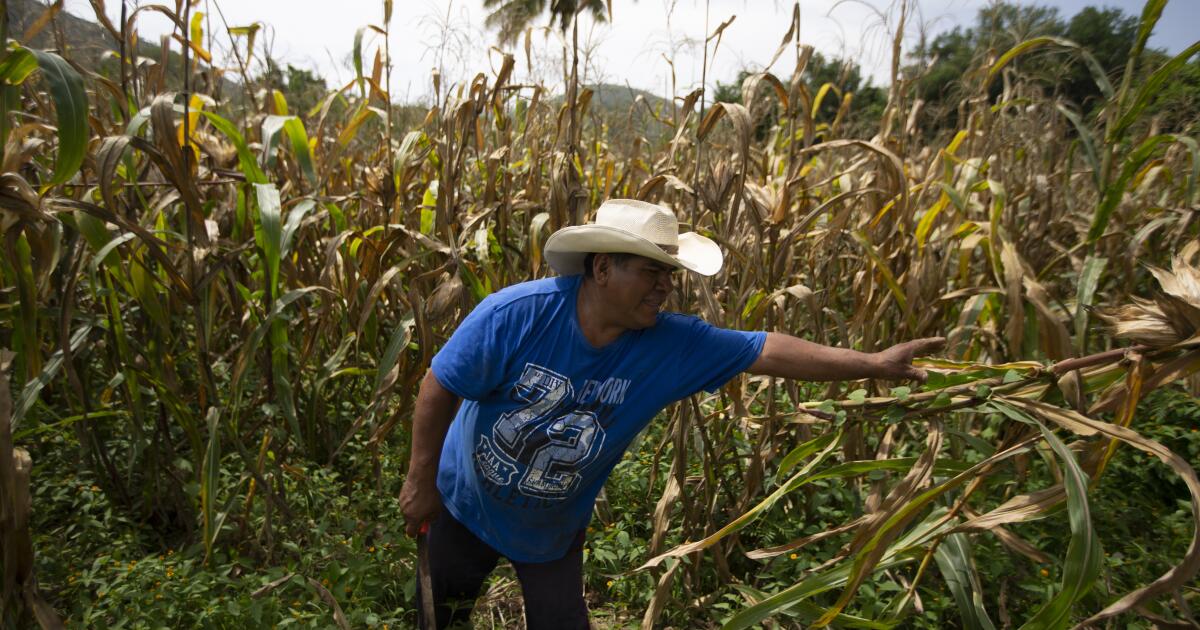 Mexico prohibits planting genetically modified American corn